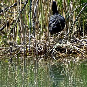 Common Coot