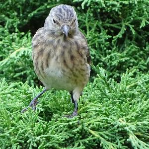 Eurasian Linnet