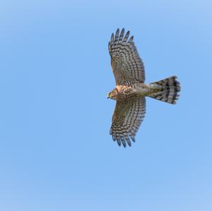 Eurasian Sparrowhawk