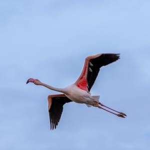 Greater Flamingo