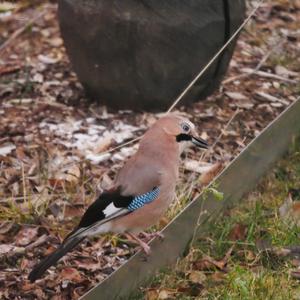 Eurasian Jay