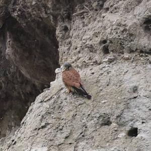 Common Kestrel