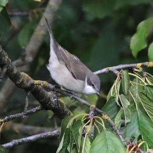 Lesser Whitethroat