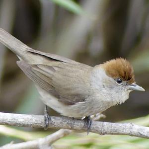 Blackcap