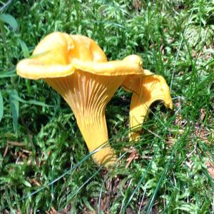 Chanterelle, Common