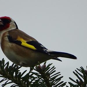 European Goldfinch