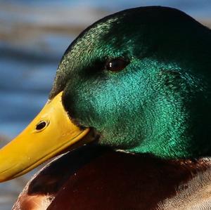 Mallard