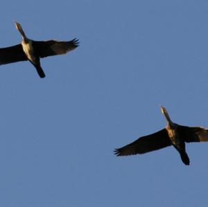 Great Cormorant