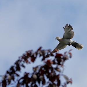 Eurasian Collared-dove