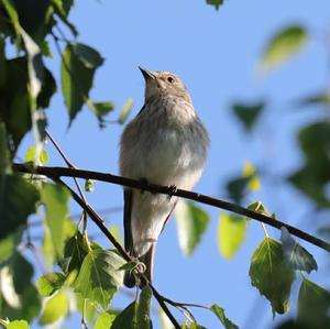 Spotted Flycatcher