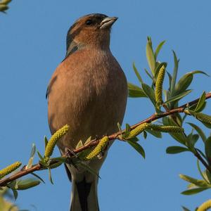 Eurasian Chaffinch