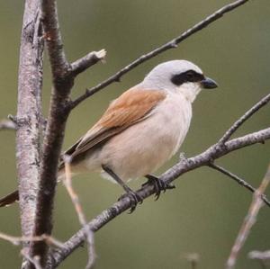 Red-backed Shrike