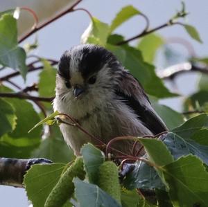 Long-tailed Tit