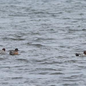 Eurasian Wigeon