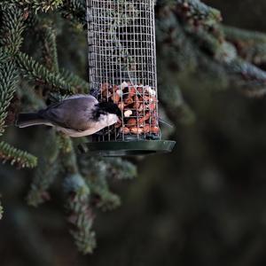 Marsh Tit