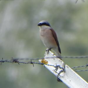 Red-backed Shrike