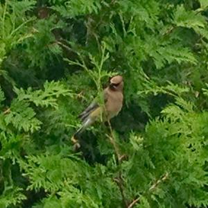 Cedar Waxwing