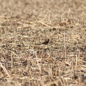 Eurasian Skylark