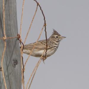 Thekla Lark