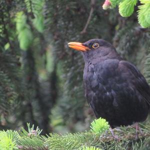 Eurasian Blackbird