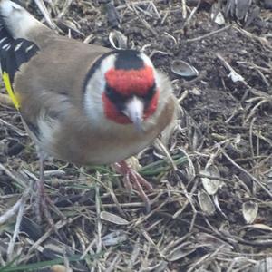 European Goldfinch