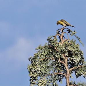 Eurasian Siskin