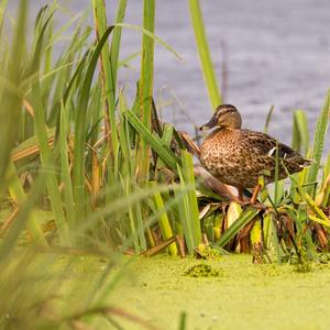 Mallard