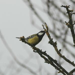 Great Tit