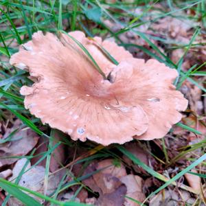 Funnel Clitocybe