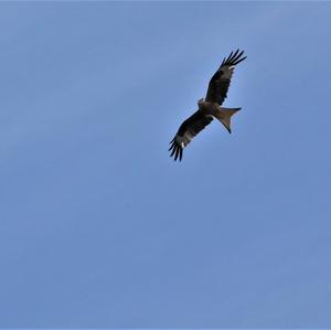 Red Kite