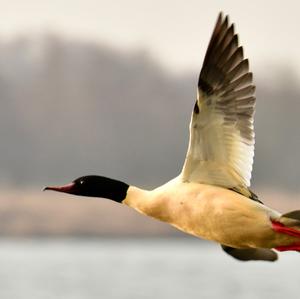 Common Merganser