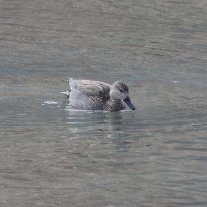 Gadwall