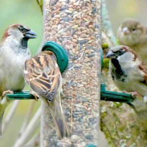 House Sparrow