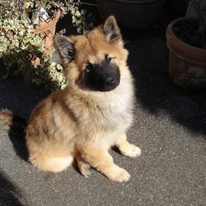 Eurasier