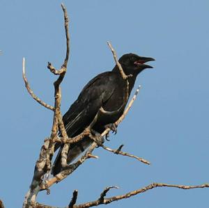 Carrion Crow