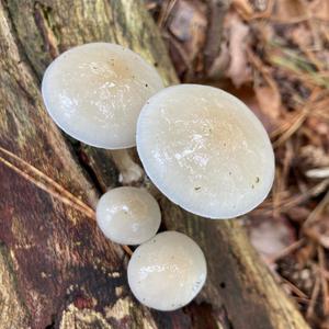 Porcelain Fungus