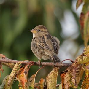 House Sparrow