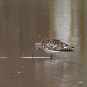 Eurasian Curlew