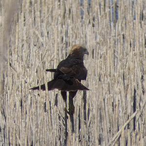 Western Marsh-harrier