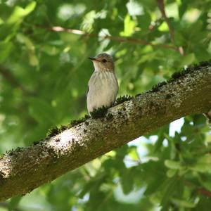 Spotted Flycatcher