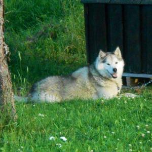 Alaskan Malamute