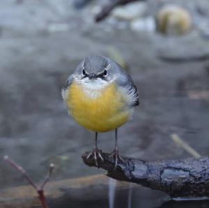 Grey Wagtail