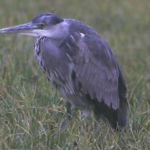 Grey Heron