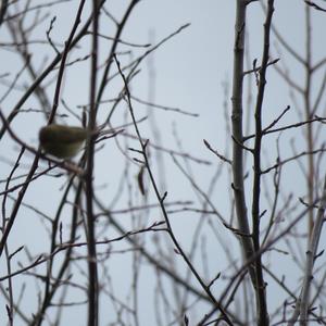 Common Chiffchaff