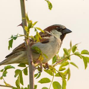 House Sparrow