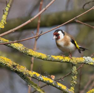 European Goldfinch