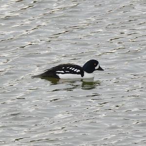 Barrow's Goldeneye