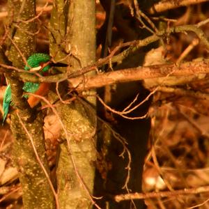 Common Kingfisher