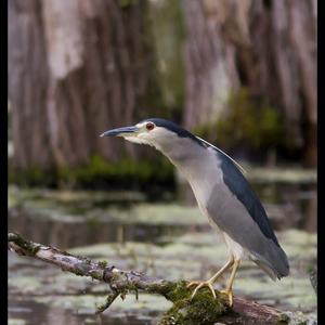 Black-crowned Night-heron