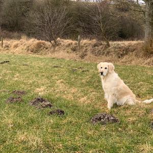 Retriever (Golden)